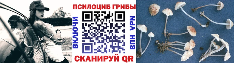 Галлюциногенные грибы мицелий  купить закладку  Невинномысск 